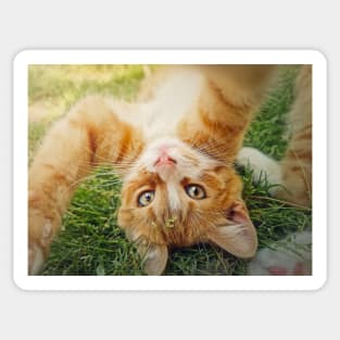 Playful orange kitten Sticker